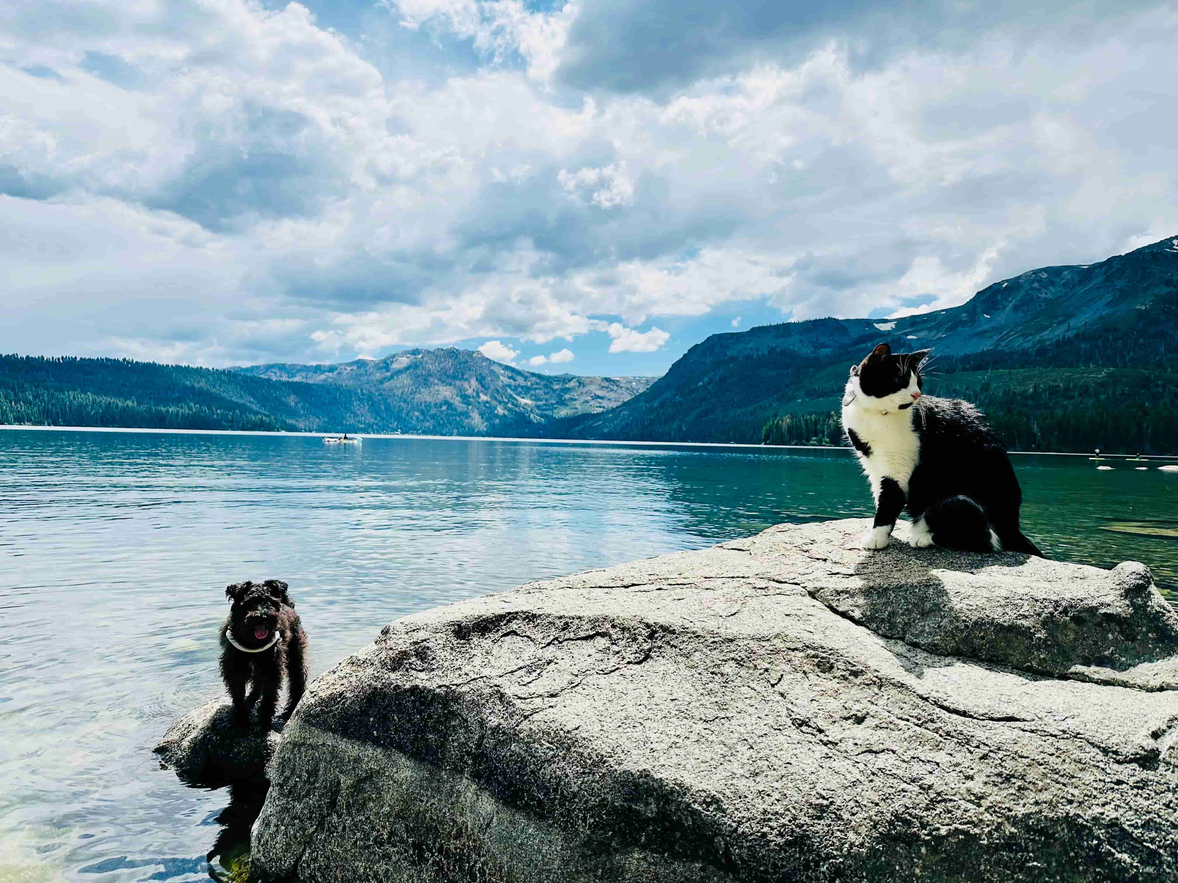 Whiskey and Wasabi sitting on rocks at Lake Tahoe with lake and trees in the background